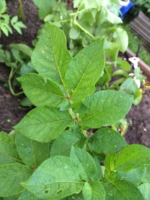  photo IMG_9915_zps99d09f6f.jpg